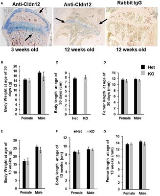 Targeted Deletion of the Claudin12 Gene in Mice Increases Articular Cartilage and Inhibits Chondrocyte Differentiation